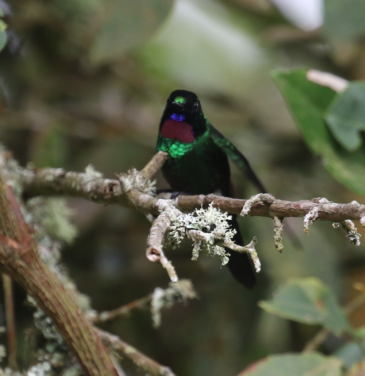 Tourmaline Sunangel - ML646189020