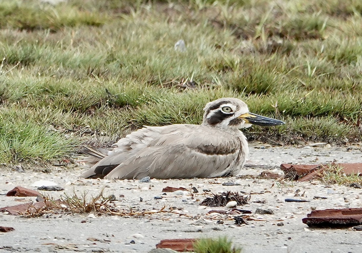 כרוון ענק - ML646189021