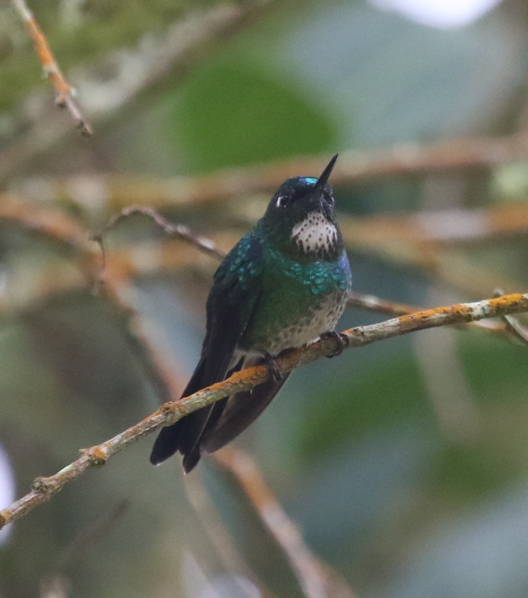 Tourmaline Sunangel - ML646189022