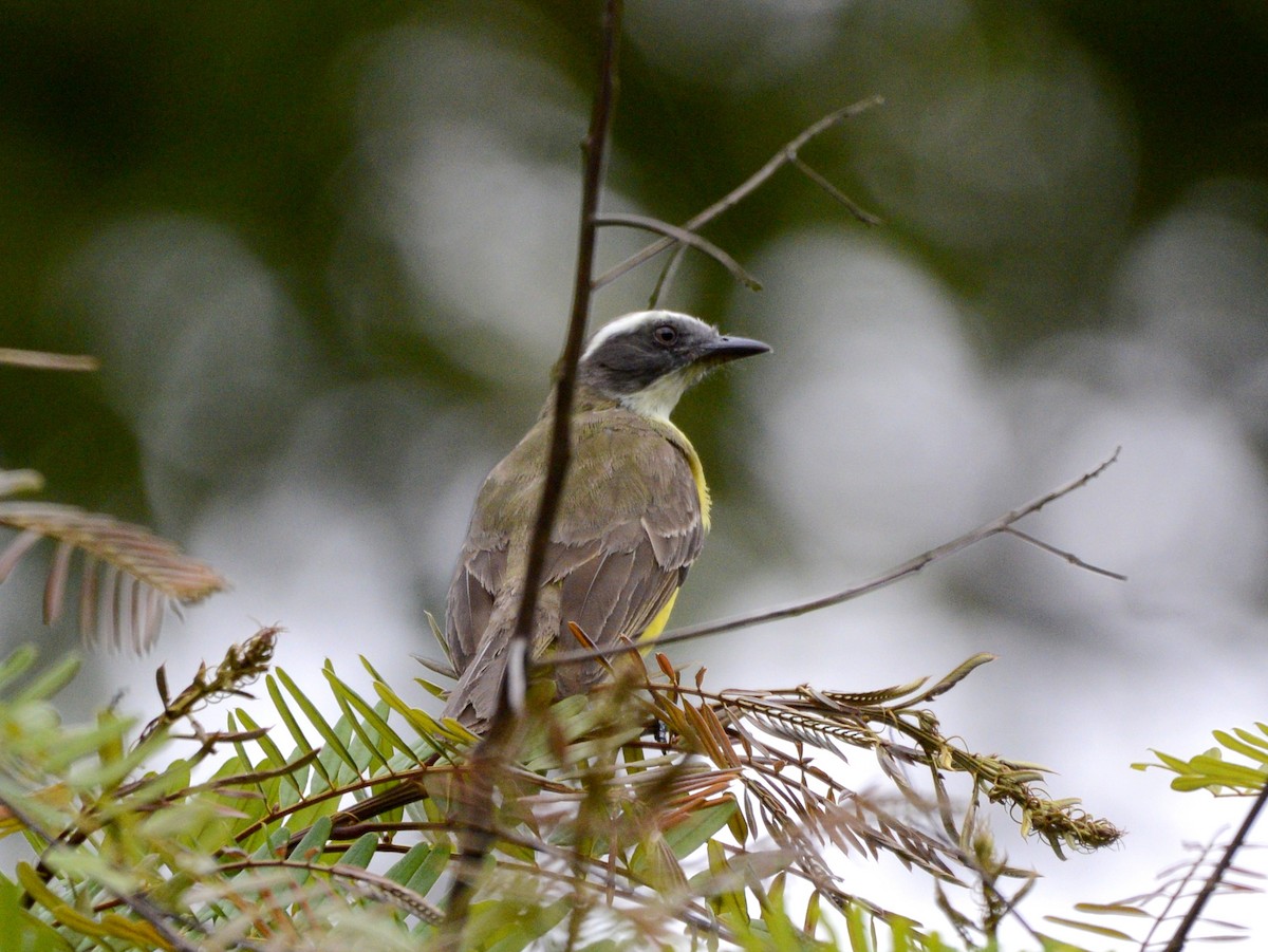 Tyran sociable - ML646189024