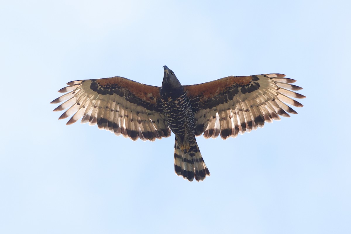 Crowned Eagle - ML646189031