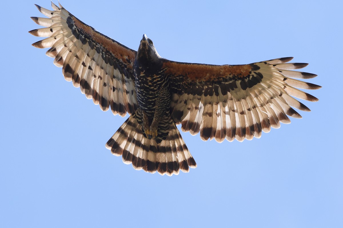 Crowned Eagle - ML646189032