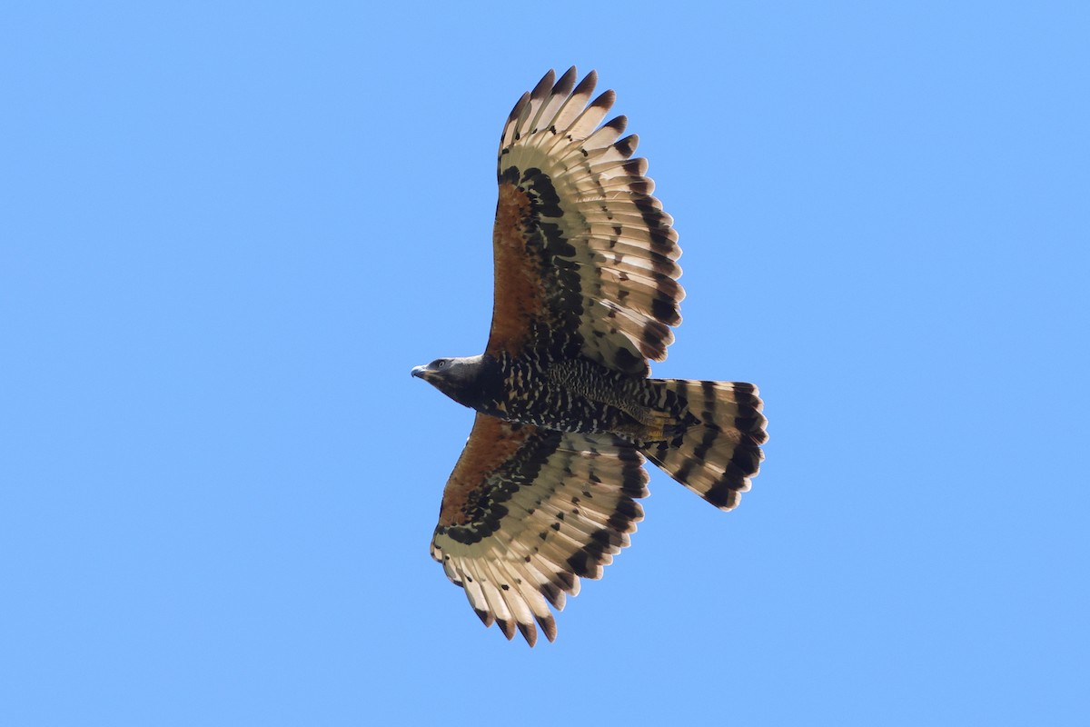 Crowned Eagle - ML646189033