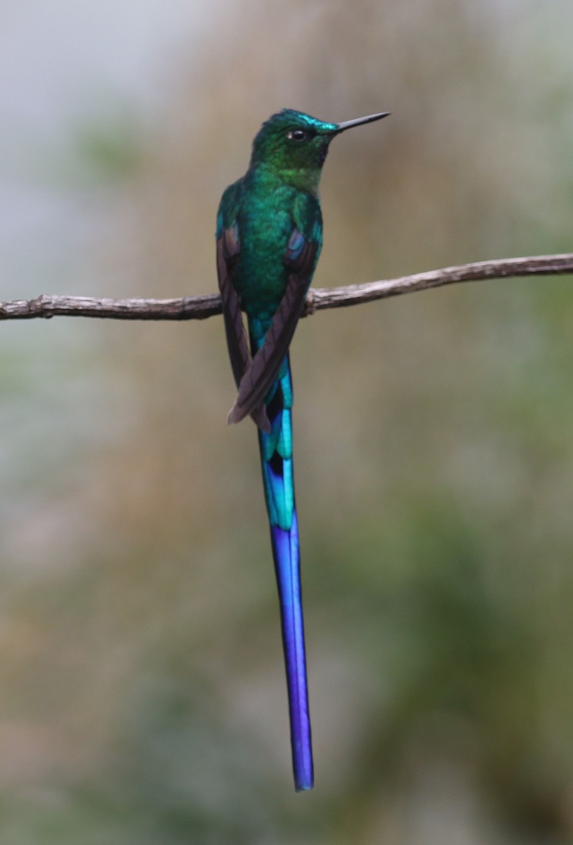 Long-tailed Sylph - ML646189034