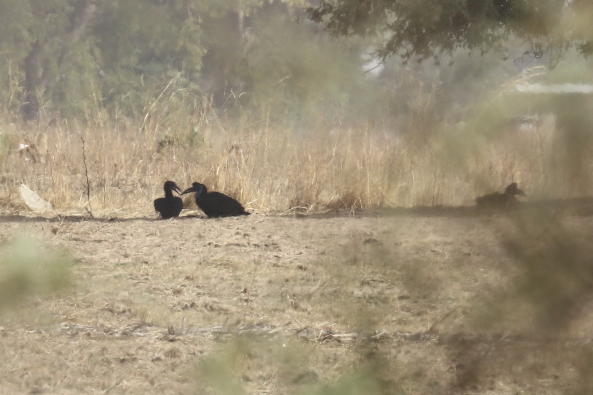 Abyssinian Ground-Hornbill - ML646189035