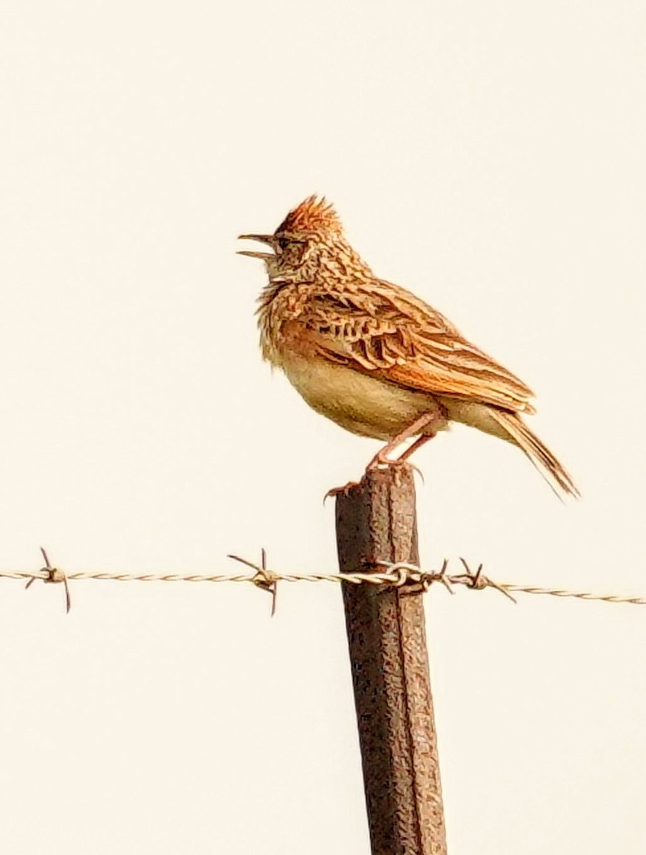Rufous-naped Lark (Rufous-naped) - ML646189037
