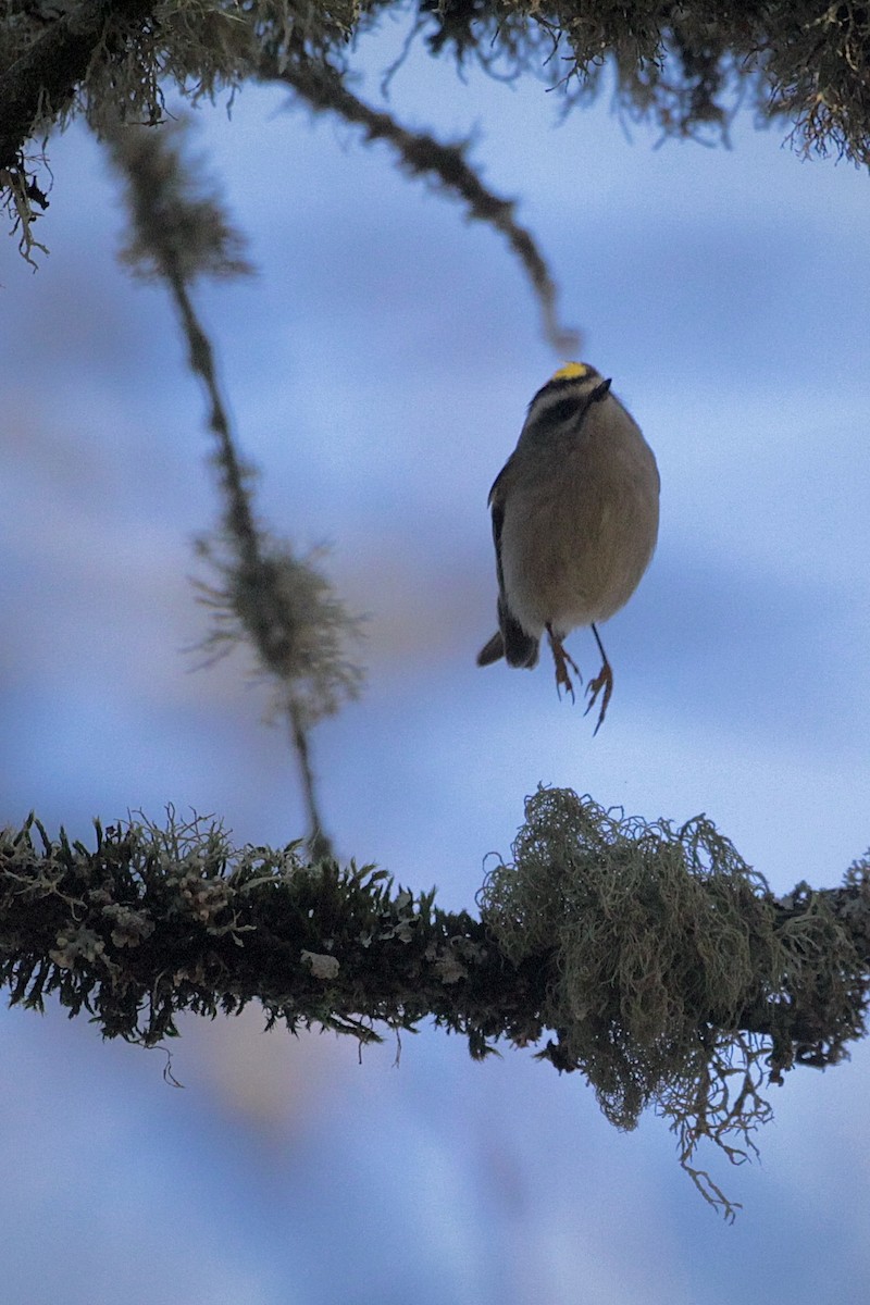 Golden-crowned Kinglet - ML646189038