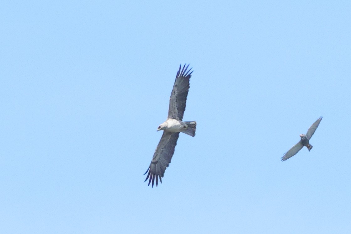 Wahlberg's Eagle - ML646189041