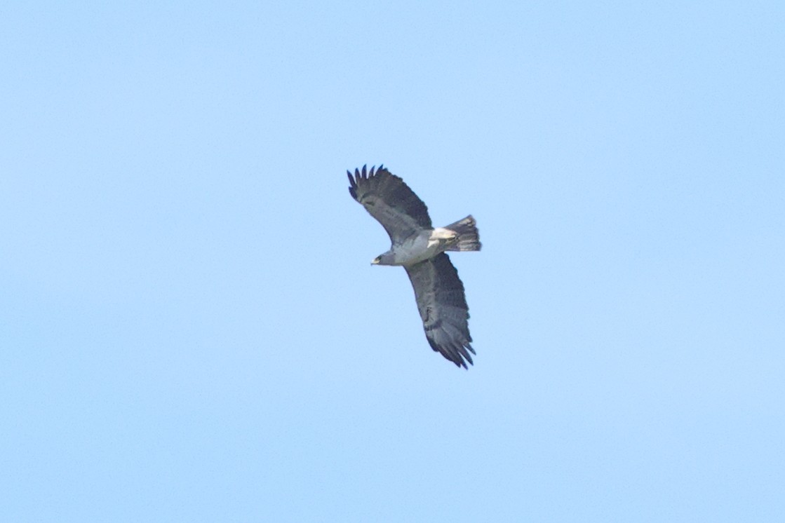 Wahlberg's Eagle - ML646189044