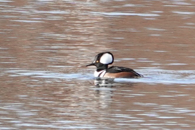 Hooded Merganser - ML646189045