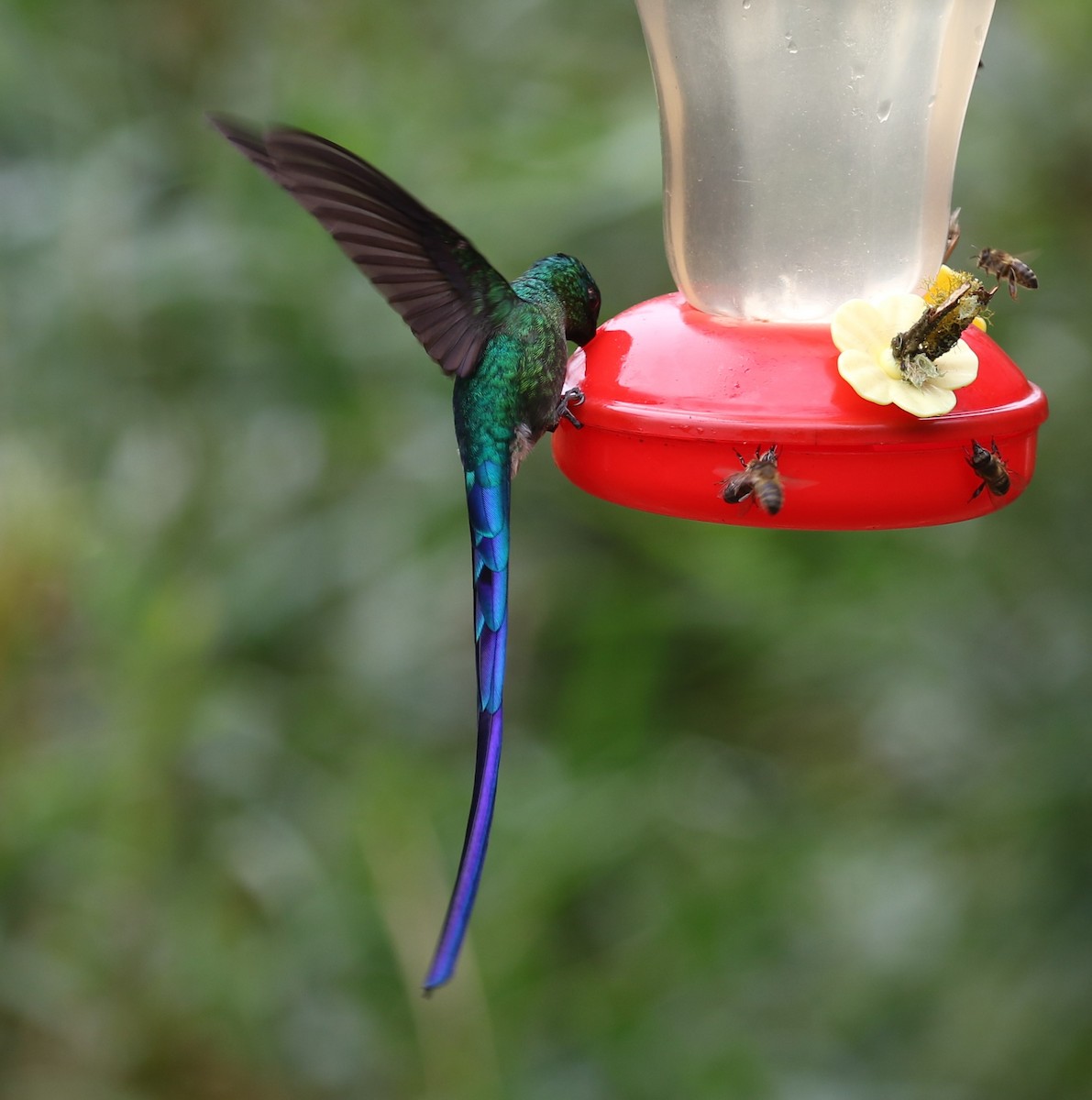 Long-tailed Sylph - ML646189046
