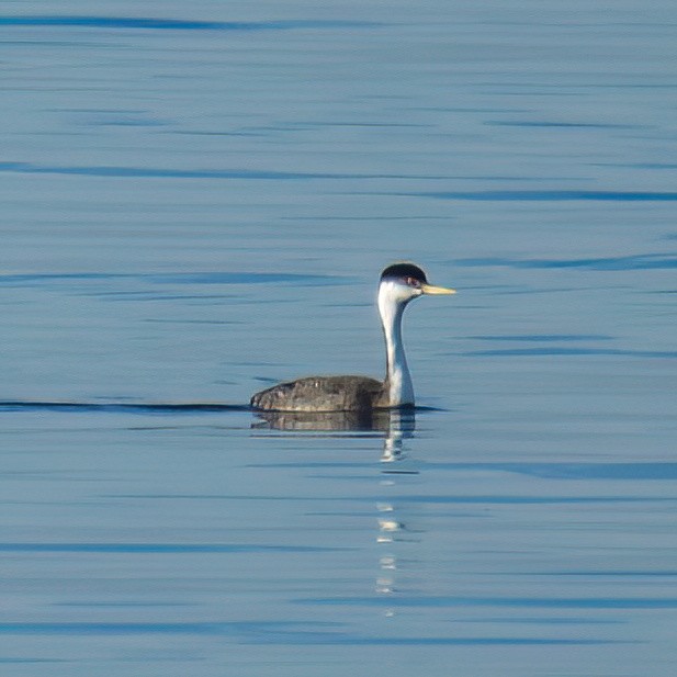 Western Grebe - ML646189048