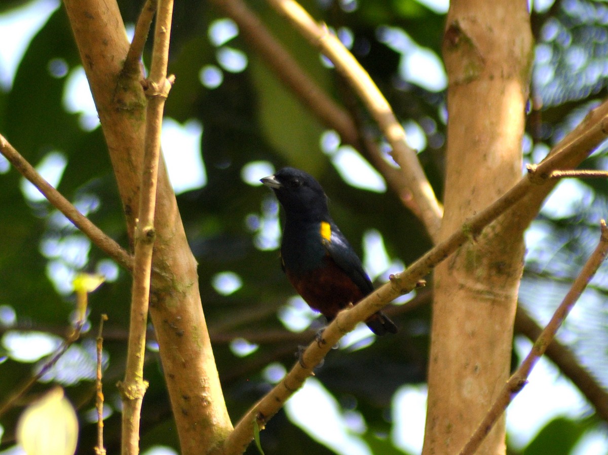 Braunbauchorganist - ML646189049