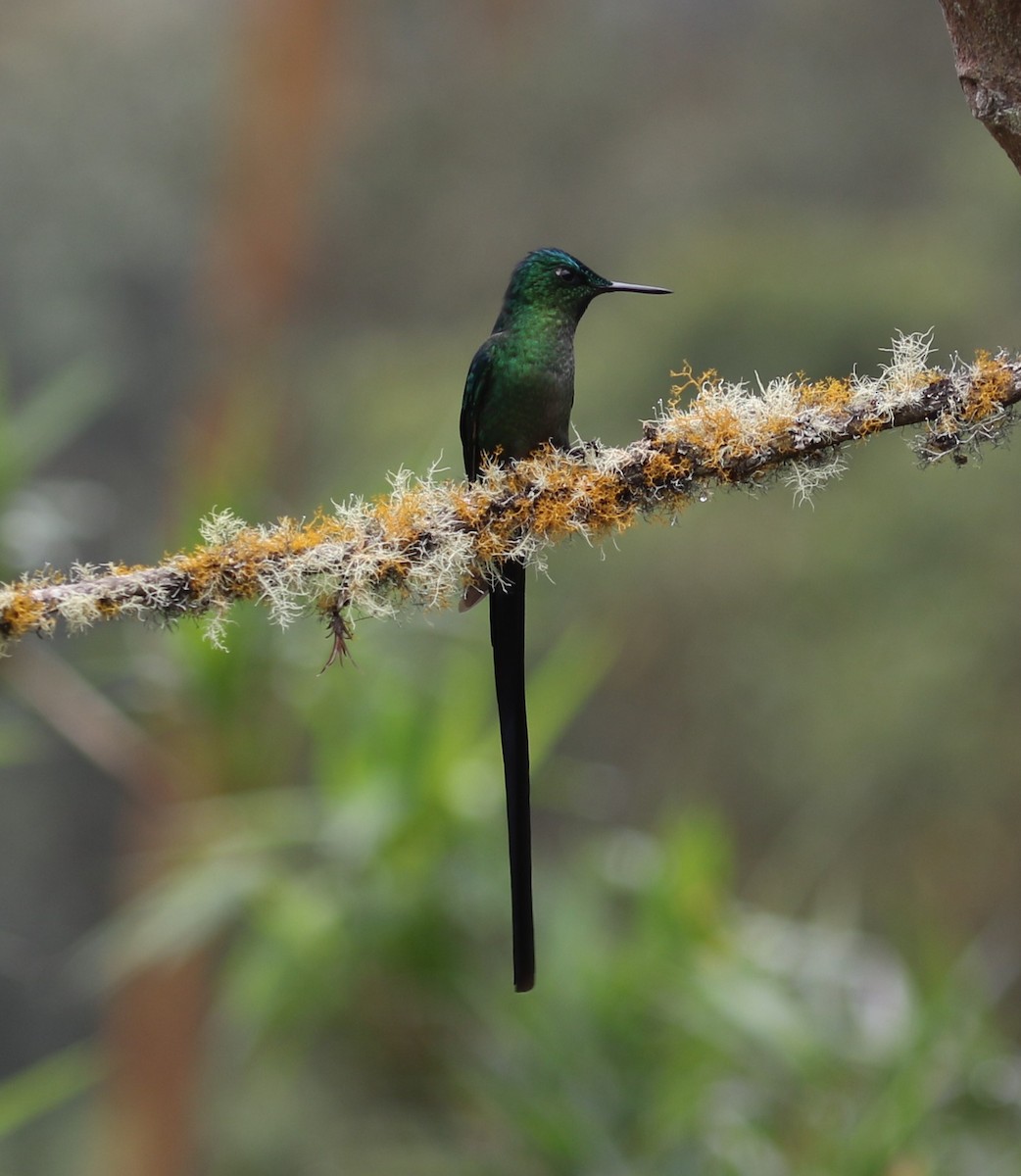 Long-tailed Sylph - ML646189055