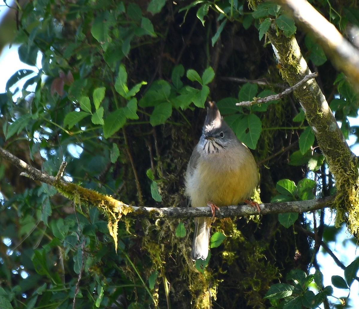 Югина темнокрила - ML646189062