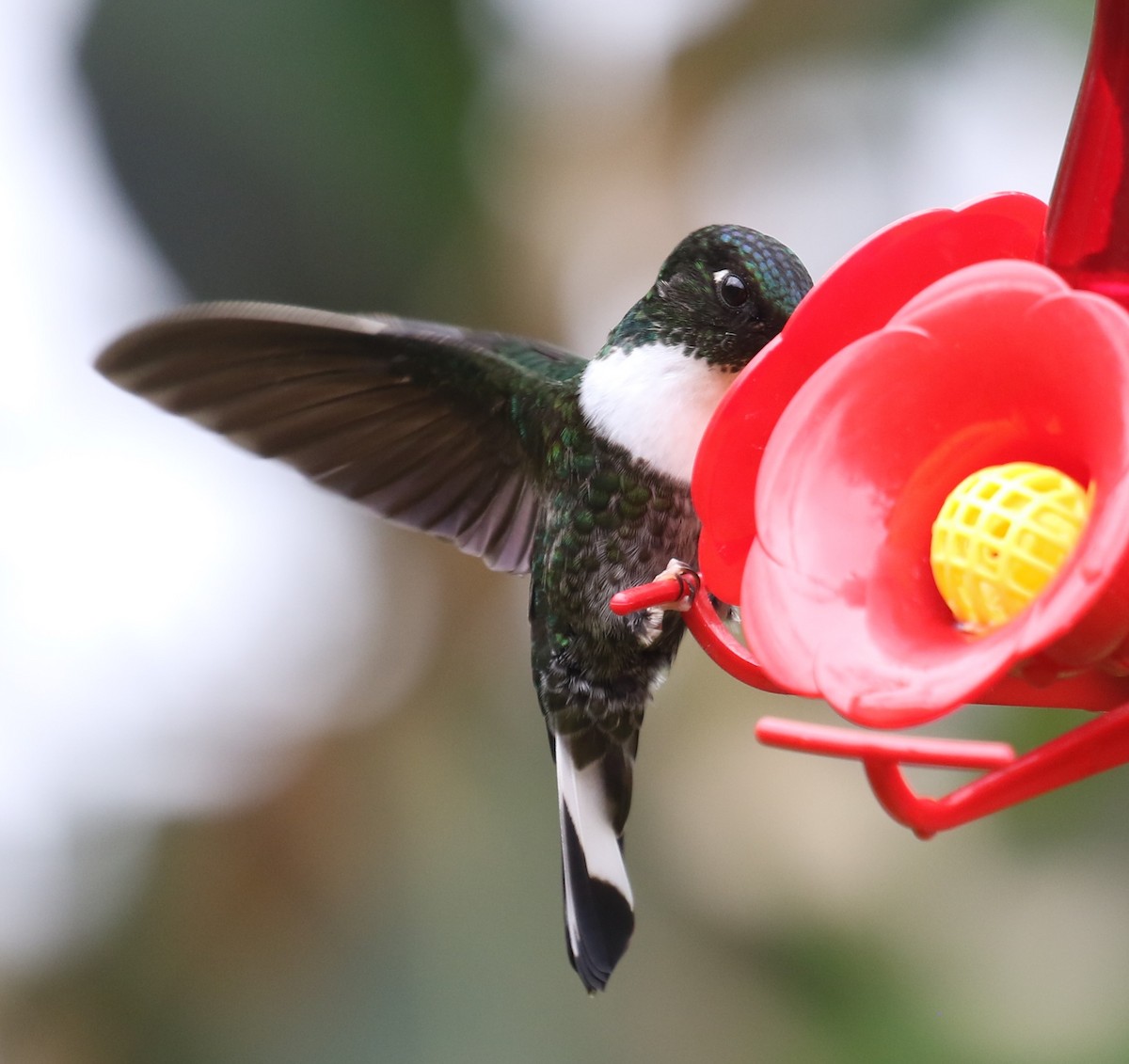 Collared Inca (Collared) - ML646189070