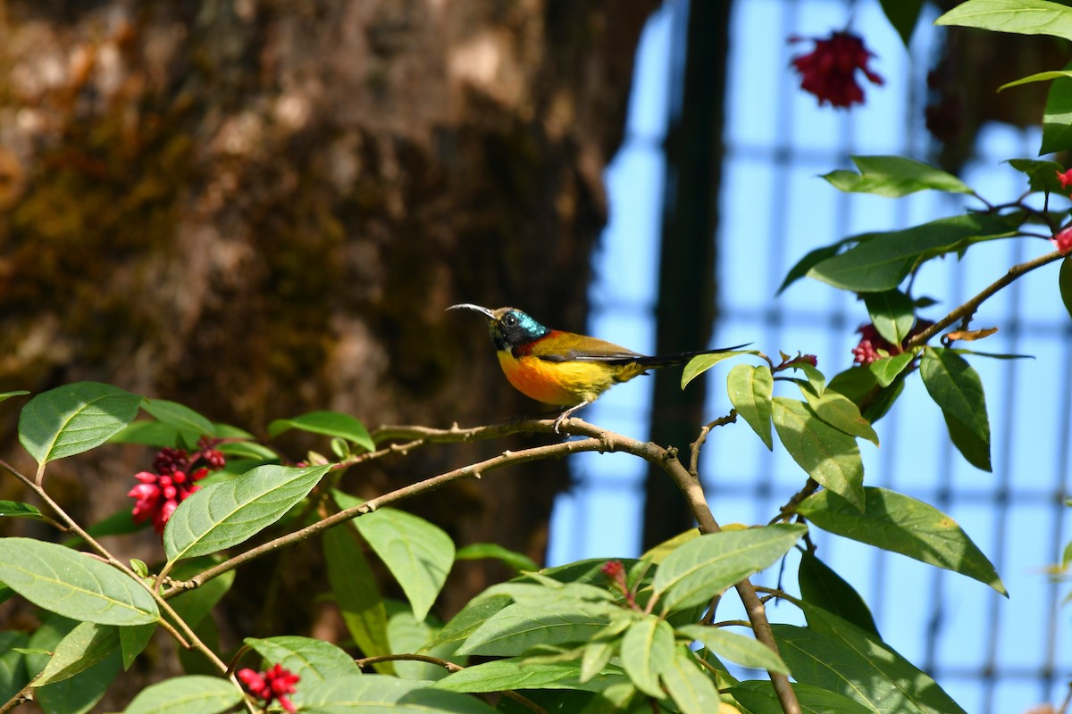Green-tailed Sunbird - ML646189071