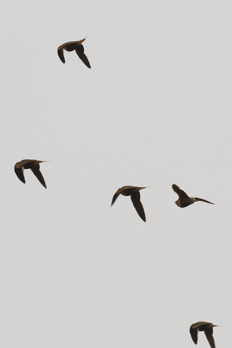 Chestnut-bellied Sandgrouse - ML646189072