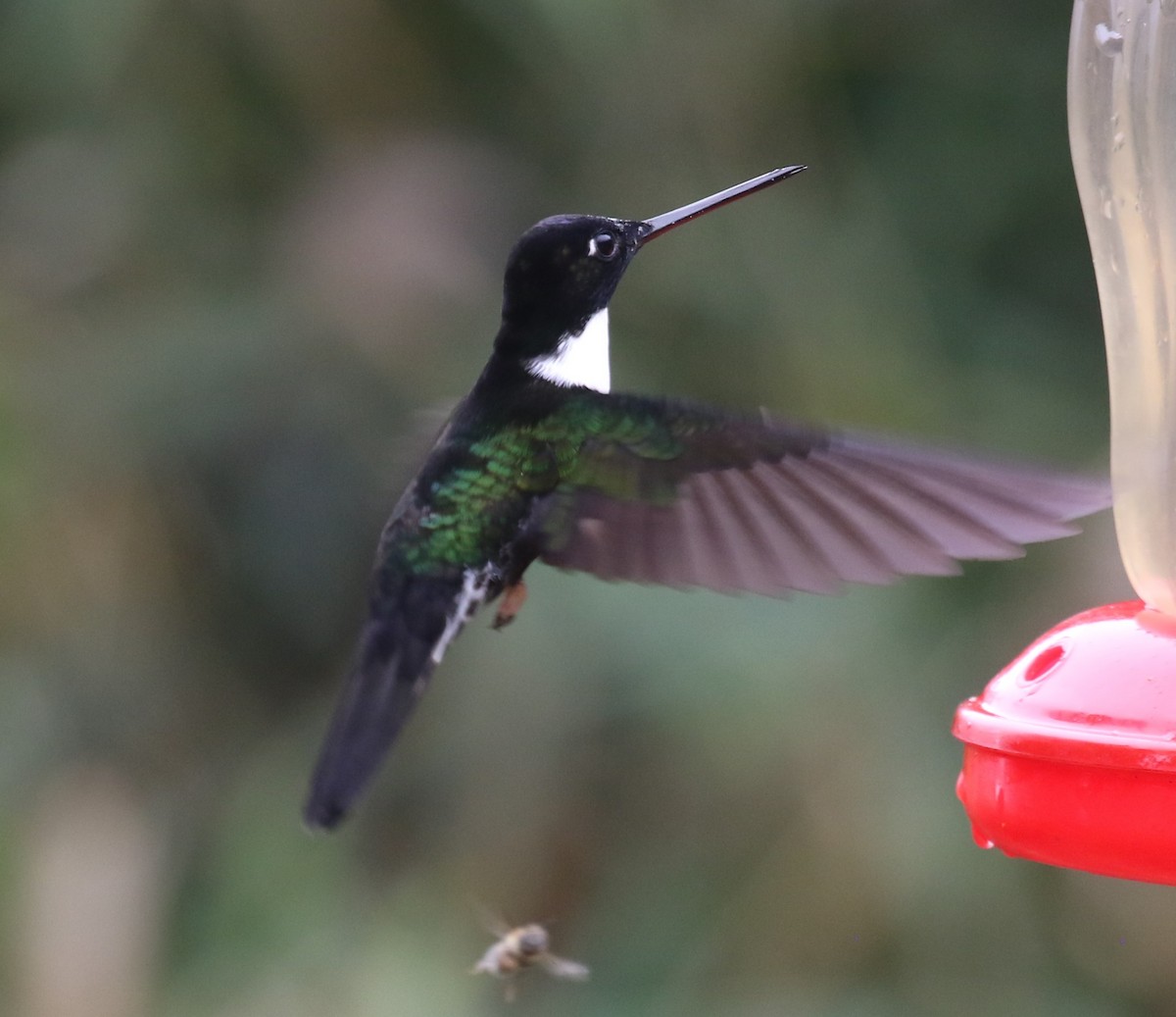 Collared Inca (Collared) - ML646189074