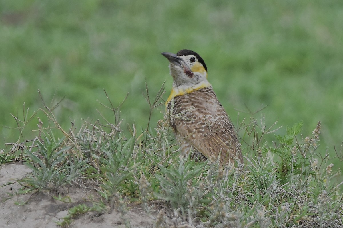 Campo Flicker - ML646189075