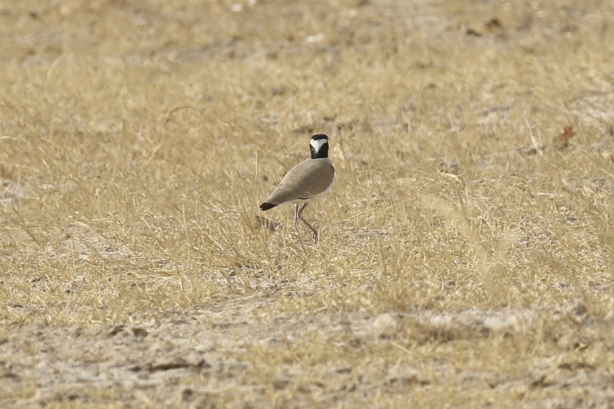 Black-headed Lapwing - ML646189076