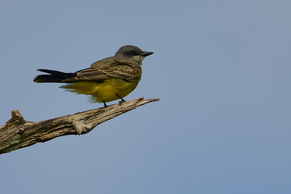 Cassin's Kingbird - ML646189078
