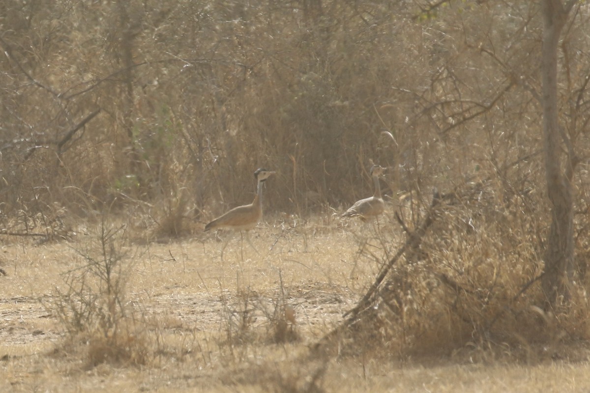 White-bellied Bustard - ML646189079