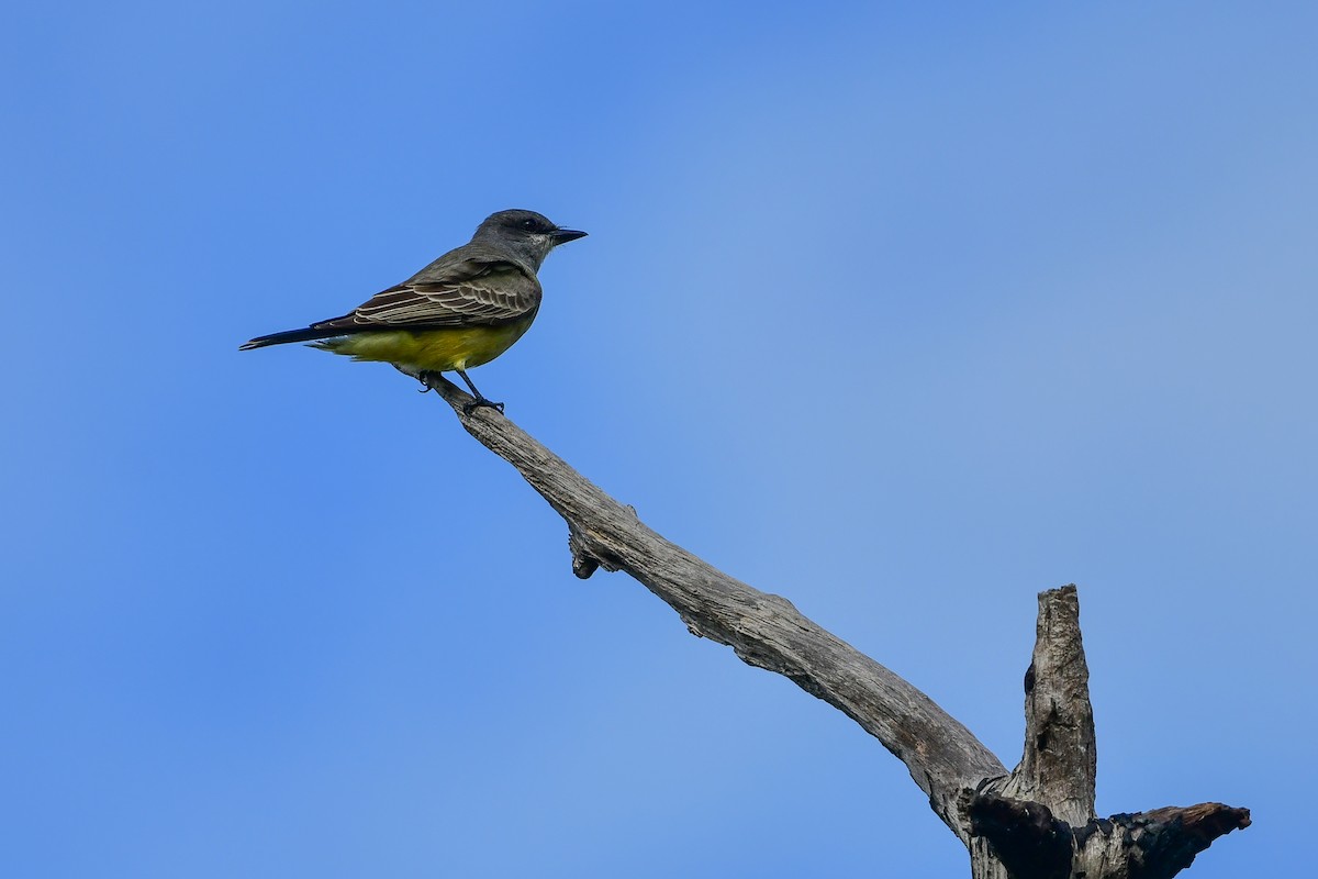 Cassin's Kingbird - ML646189081