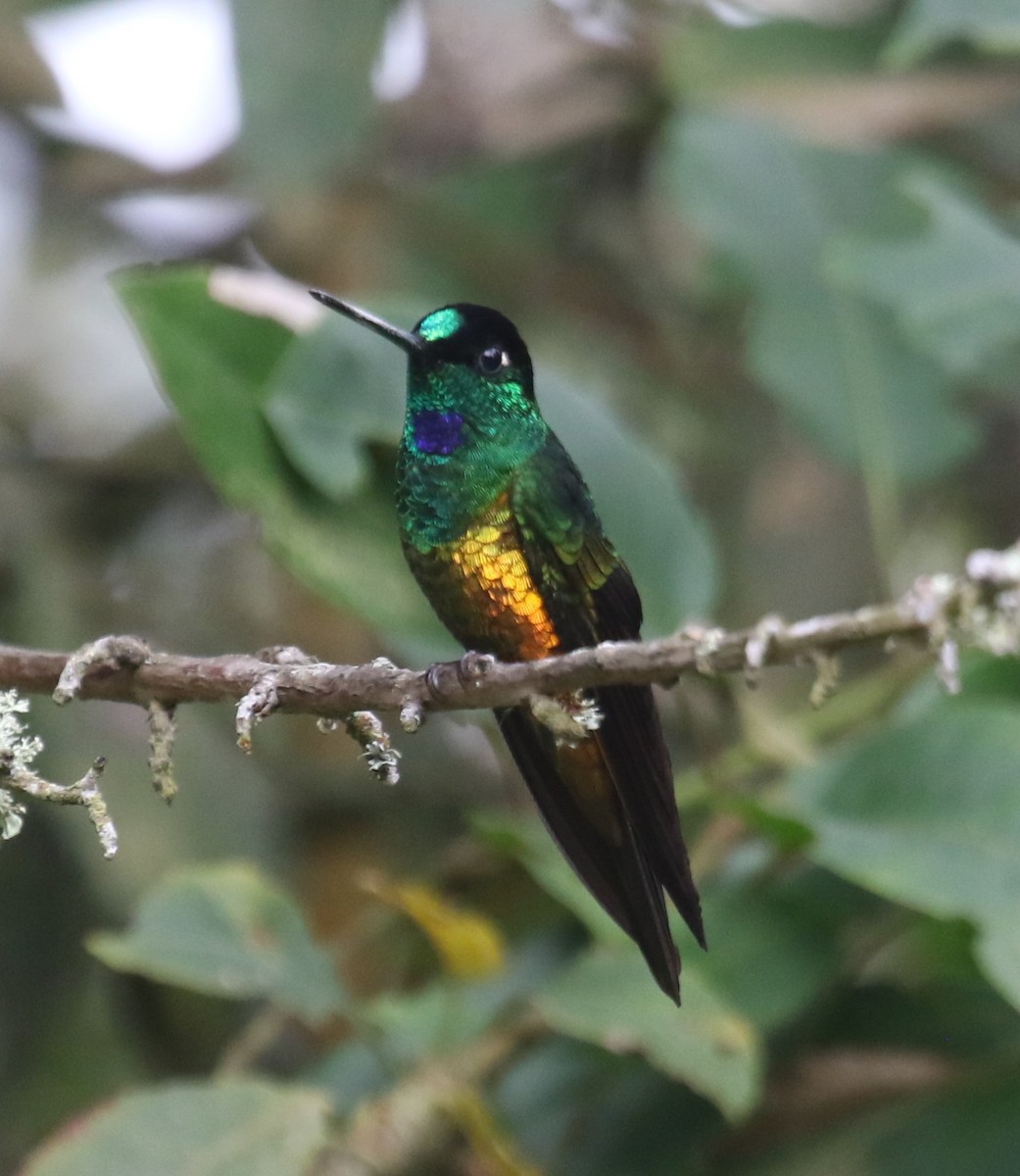 Golden-bellied Starfrontlet - ML646189082