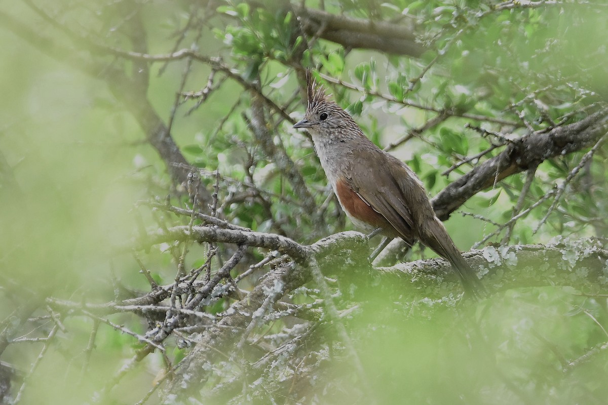 Crested Gallito - ML646189084