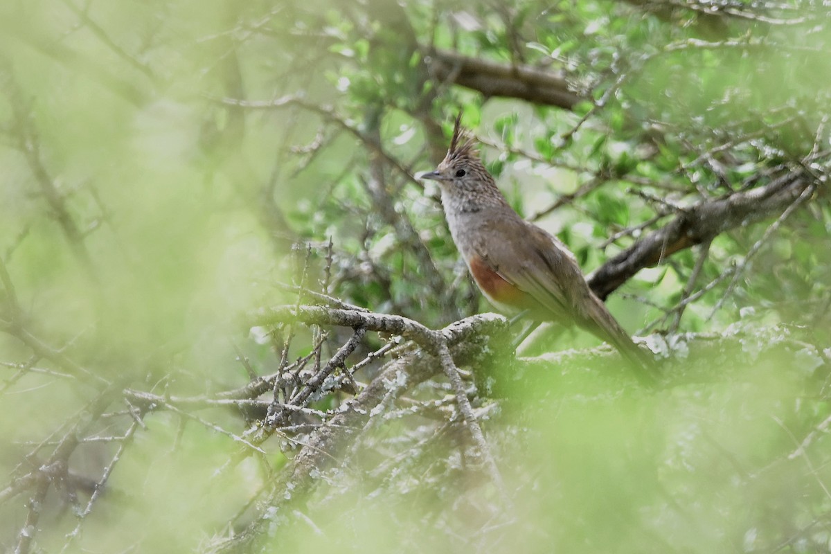 Crested Gallito - ML646189085