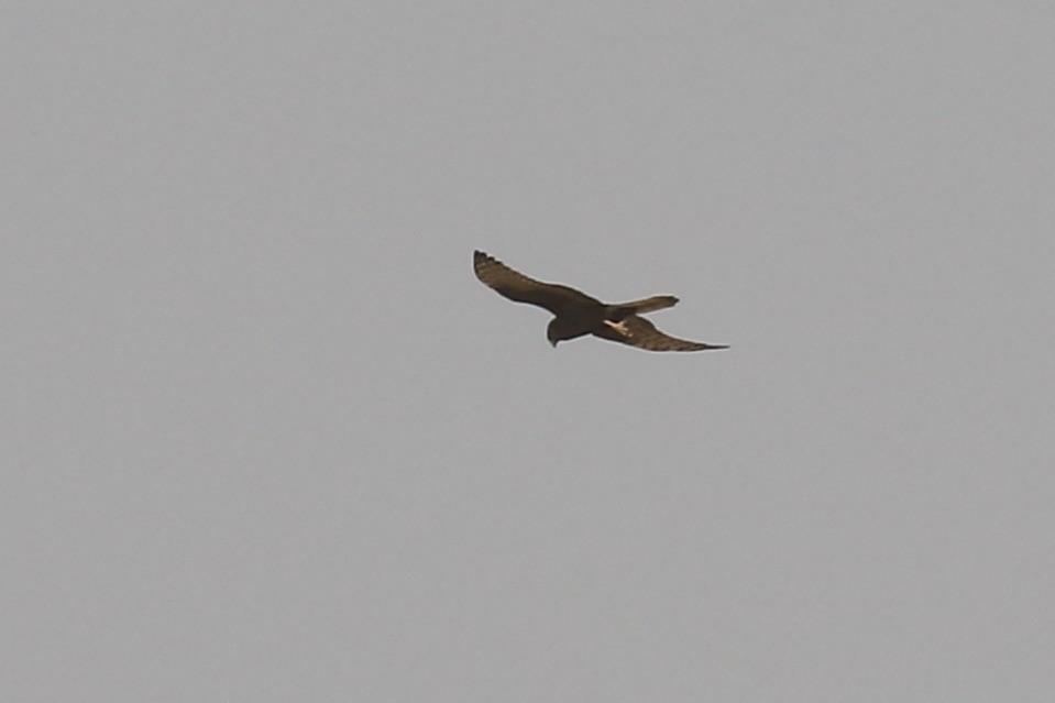 Montagu's Harrier - ML646189094