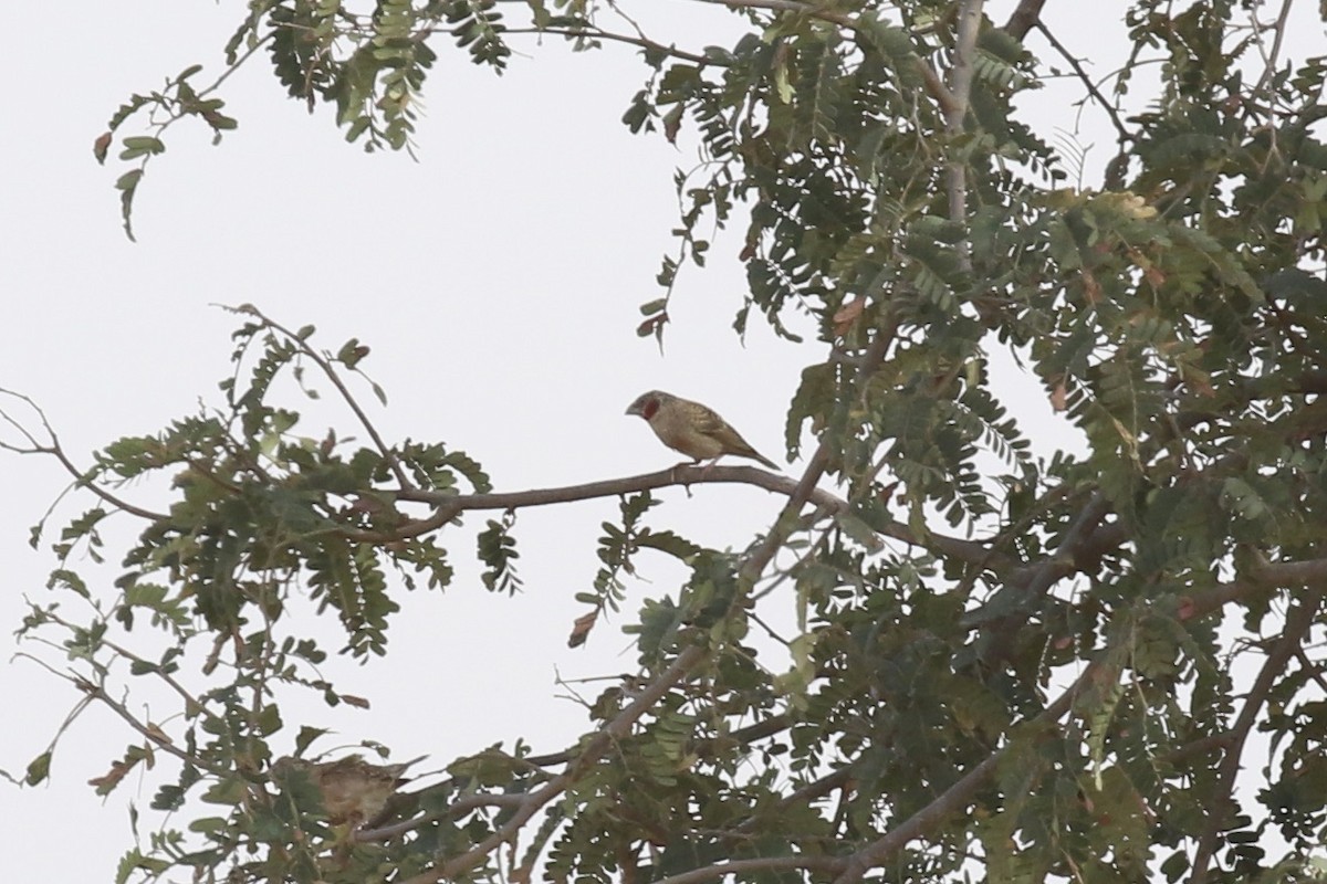 Cut-throat - ML646189097