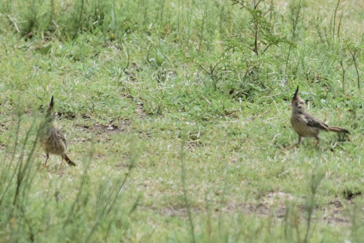 Lark-like Brushrunner - ML646189102