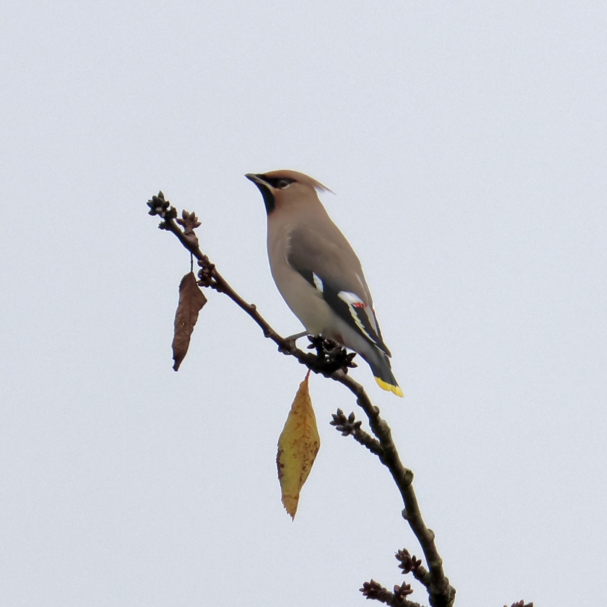 Buztanori boreala - ML646189105