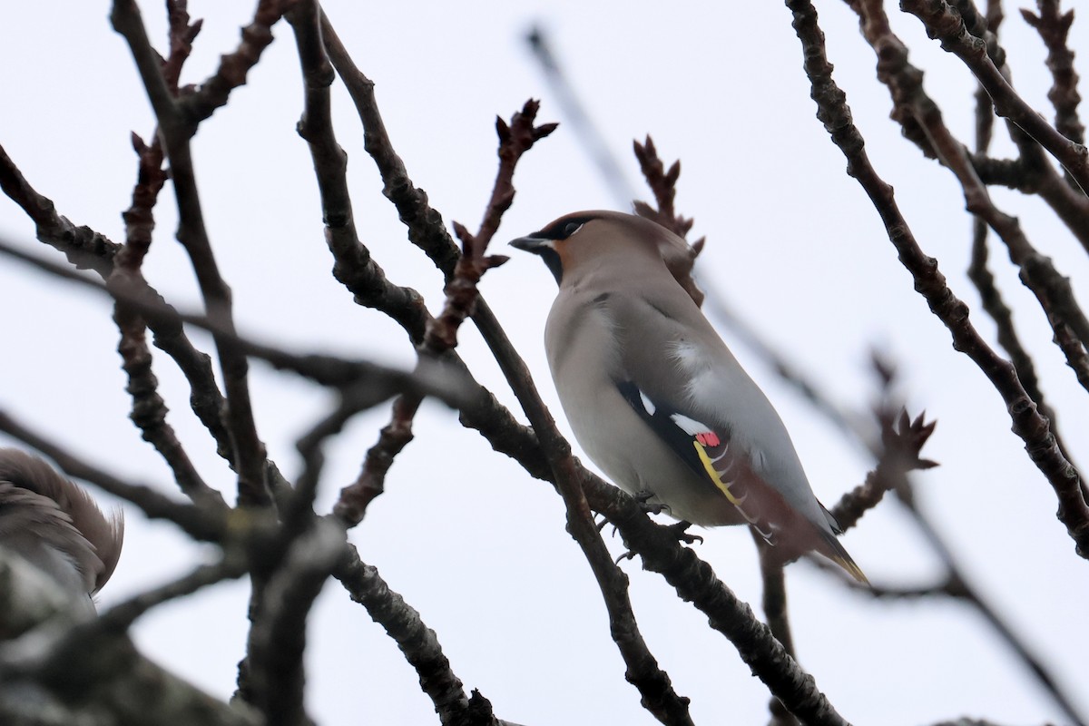 Buztanori boreala - ML646189106