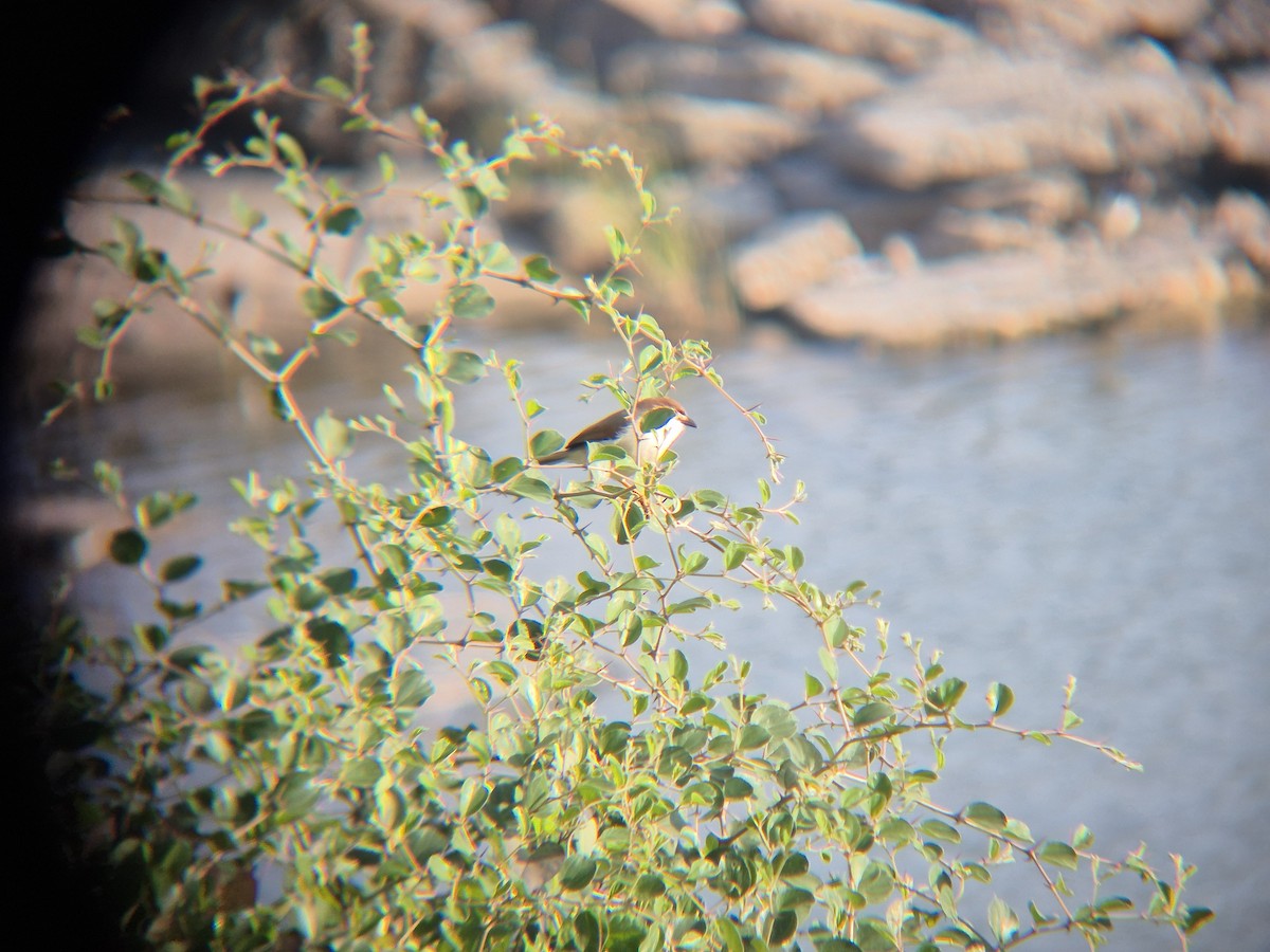 Yellow-eyed Babbler - ML646189107