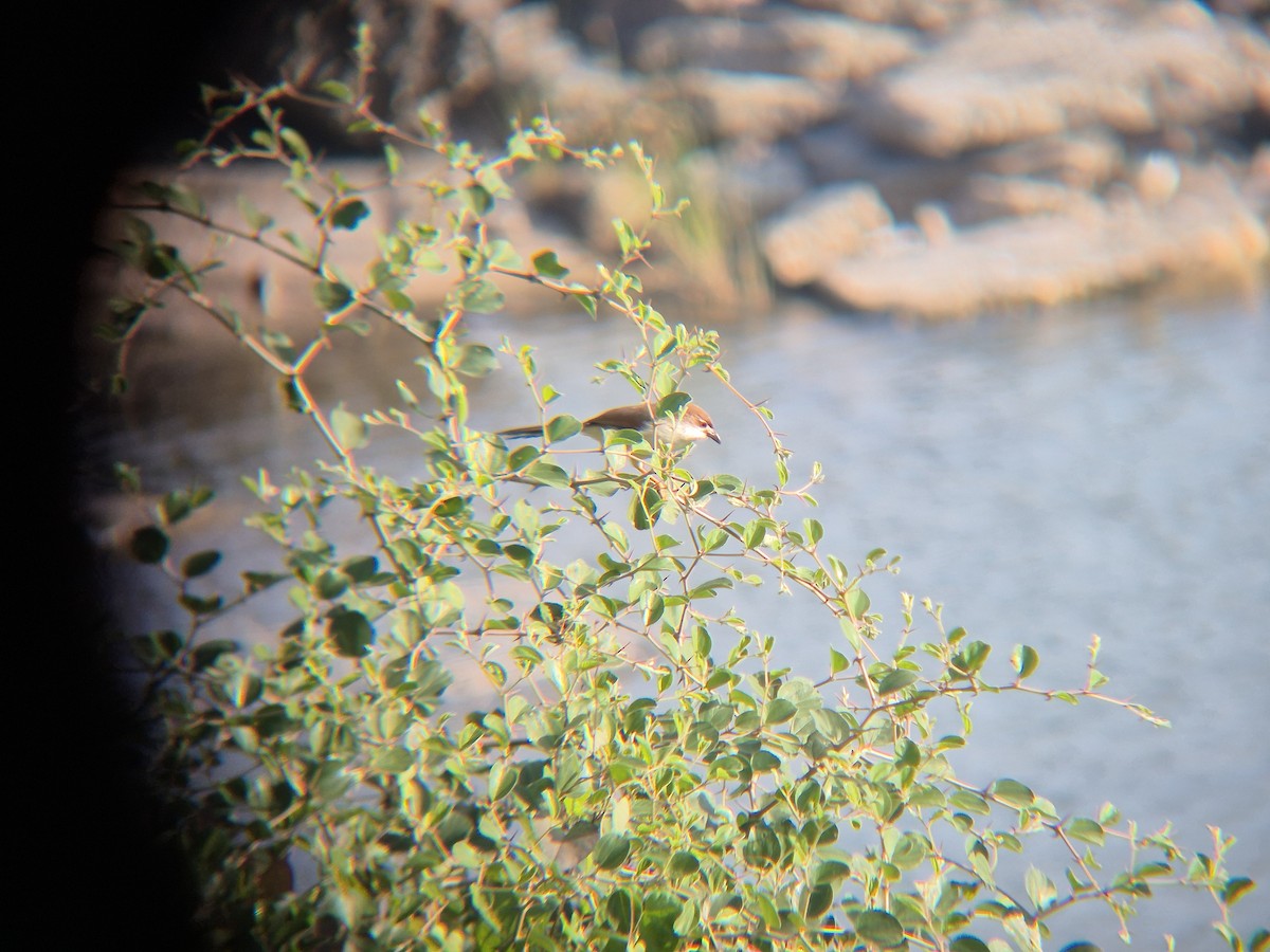 Yellow-eyed Babbler - ML646189108