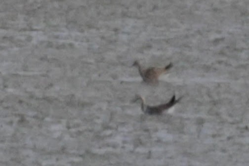 fasanbladhøne - ML646189110