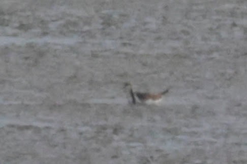 fasanbladhøne - ML646189111