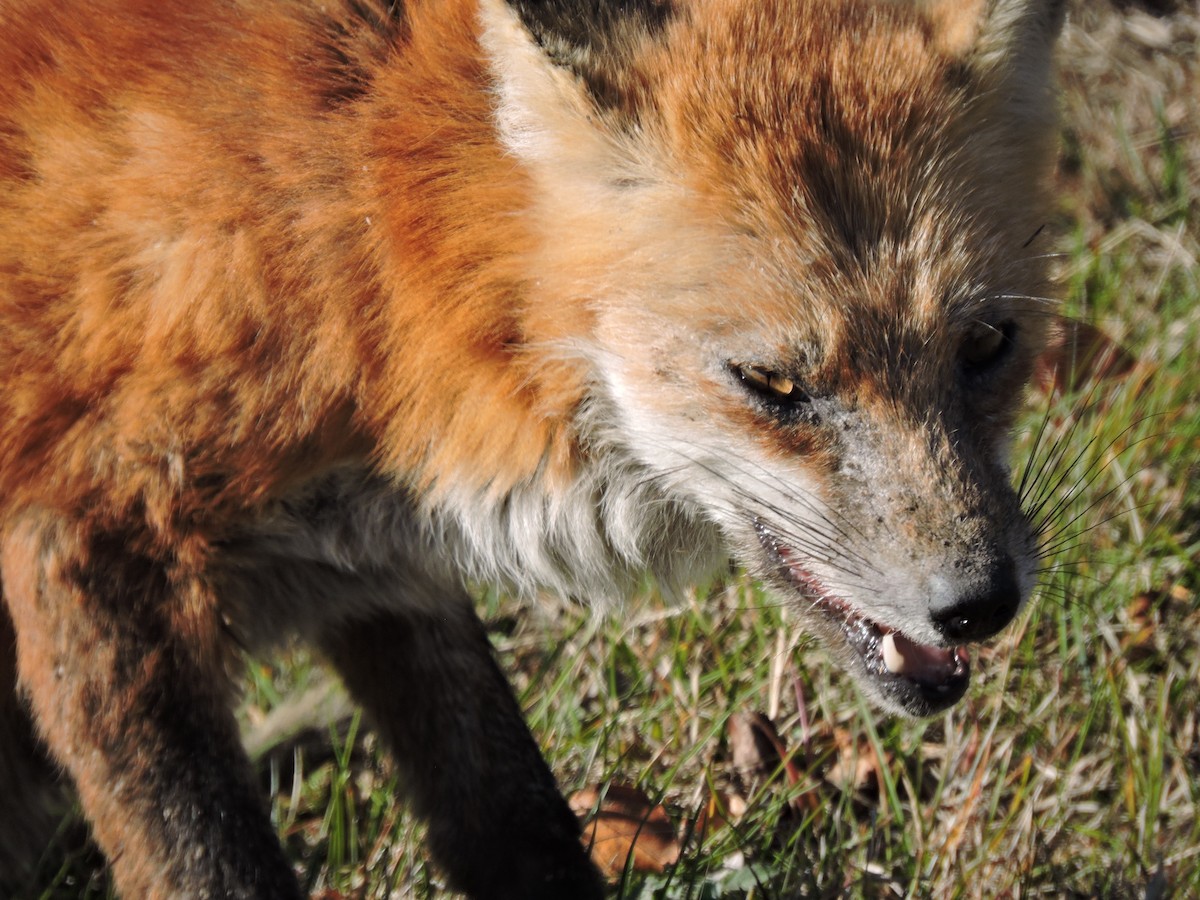 Eastern American Red Fox - ML646189112