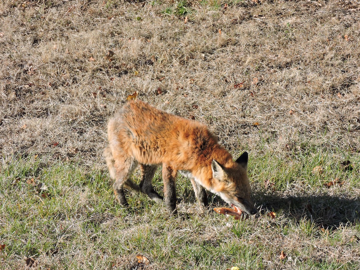 Eastern American Red Fox - ML646189113