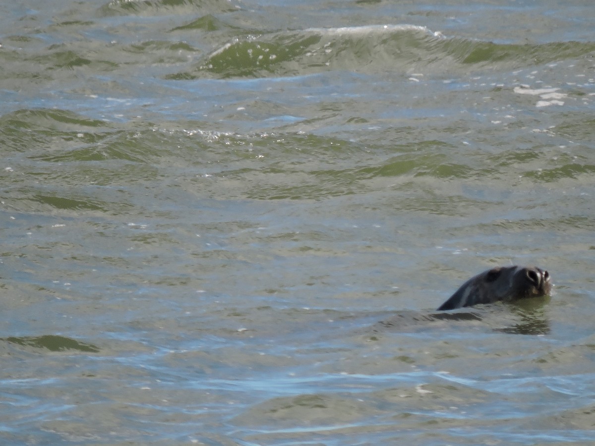 Atlantic Grey Seal - ML646189114