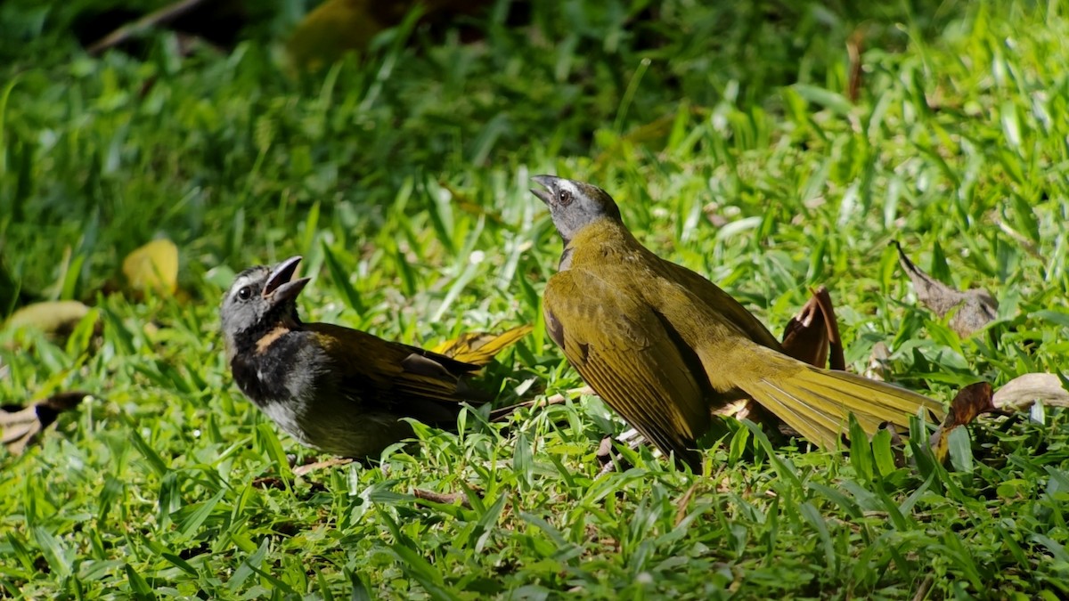Buff-throated Saltator - ML646189115