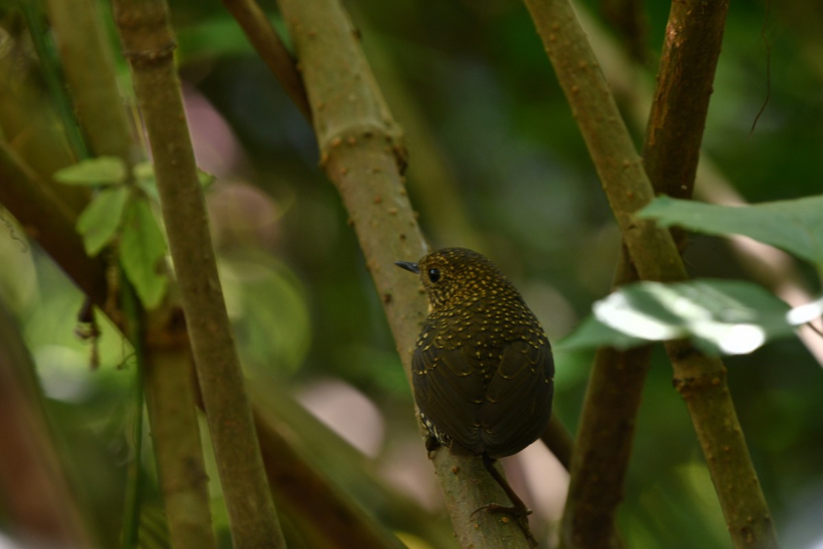 Scaly-breasted Cupwing - ML646189116