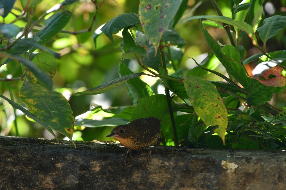 Scaly-breasted Cupwing - ML646189117