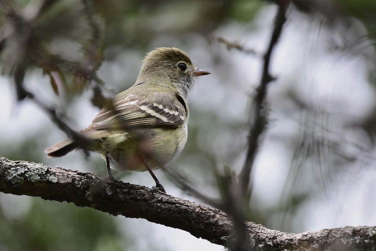 Small-billed Elaenia - ML646189119
