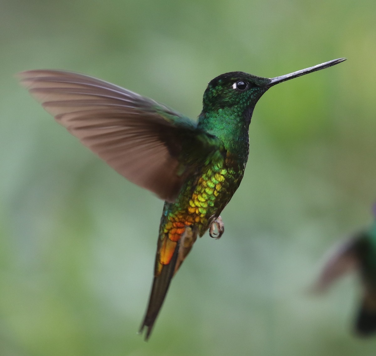 Golden-bellied Starfrontlet - ML646189122