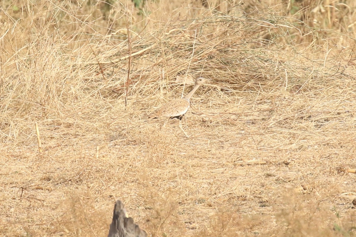 Savile's Bustard - ML646189123