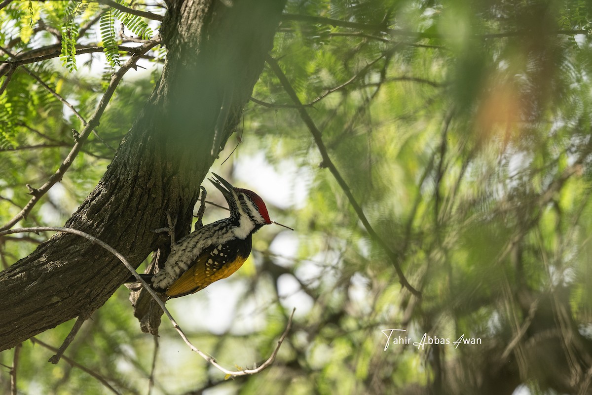 Black-rumped Flameback - ML646189127